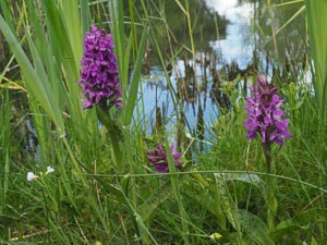 Blumen am Wasser